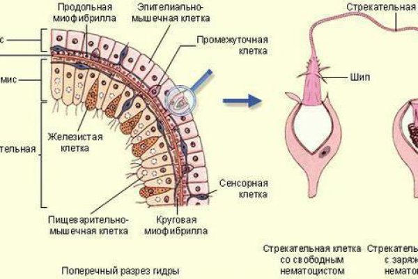 Правильная ссылка на blacksprut torbazah