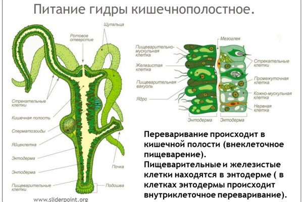 Блэк спрут где взять ссылку